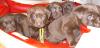    Schokobabys aus HD-ED-u.PRA-freier Hobbyzucht