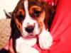 wunderschöne und reinrassige Beaglewelpen