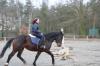 schweres Warmblut
