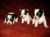 Biewer-Yorkie Welpen  3 Rüden /  klein bleibend  