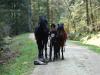 Lieber Schäferhund - Mischling,  Reitbegleithund