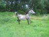 VB Araber (Freizeitpferd) sucht...
