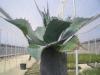 Agave ovatifolia ( Winterhart )
