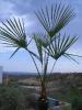Trachycarpus wagnerianus  bis -18  C