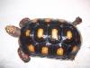 2 Köhlerschildkröten,  Geochelone carbonaria,  abzugeben