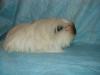 Coronet, Sheltie&Rosette suchen neues Zuhause!