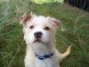 Jaco (Terrier Mix) sucht Date mit alleinstehender Hundedame