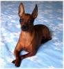 Zwergpinscher im Grunewald(Berlin) entlaufen 19.04.2009  11 Uhr