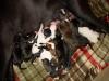 American /  Old English Bulldog Welpen