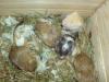 Wüstenrennmäuse /  Gerbils