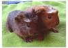 süße kleine Meerschweinchen Babys abzugeben