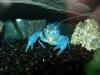 Diverse Fische,  blauer Florida-Krebs,  Nanobecken