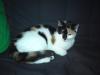 süße, kleine Tricolor-Katze zu verschenken