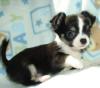 wunderschöne Liebevoller Reinrassige Mini Chihuahua Babys fur 165 euro in (Langh