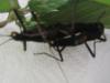 Verschiedene Insekten