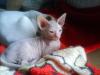 Spynxkitten sucht liebevolles zu Hause