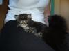 4 süße Maine coon Babys
