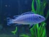 Malawiseecichliden,  Pseudotropheus socolofi