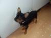 chihua hua orki Mix