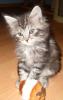 Sehr schöne Maine Coon Kitten suchen bald neue Schmuseeltern