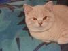 BKH Kitten,  creme,  Raum Bochum