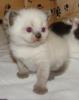 BKH BLH Highländer Kitten in seal point + bicolor black tabby/ white