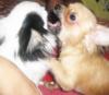 Chihuahua Welpen