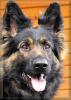 Altdeutsche Schäferhunde-Welpen-keine Zwingeraufzucht
