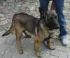 malinois hündin