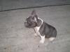 Französische Bulldog