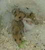11 supersüße Goldhamsterbabys