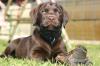 qualitäts,  braune labrador welpen mit Ahnentafel und GARANTIE!!