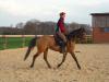 Suche Reitbeteiligung /  Pflegepferd im Kreis Münster