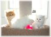 Perser Babies suchen liebe neue Zuhause 
