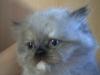 perser sealpoint kitten