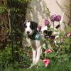 LOONEY,  9 Monate alt - sucht neues Zuhause!