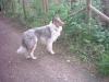 2 Amerikanische Collies,  auch getrennt,  suchen...