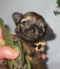 besonders kleinbleibender Mini Chihuahua -Welpe aus seriöser Zucht