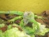 grüner leguan