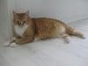 SUCHE WEGEN ALLERGIE EIN NEUES ZUHAUSE FÜR MEINE MISSY