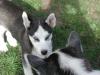 Huskywelpen suchen ein neues liebes zu Hause