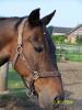 Biete RB an bravem Verlasspferd 7 Tage/ Woche 46499 