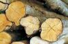 Waldgrundstück,  Waldgrundstücke zu verkaufen