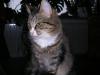 norwegische Waldkatze Deckkater gesucht
