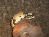 Verkaufe oder Tausche Königspythons mit Terrarium