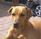Rhodesian Ridgeback Wurfankündigung zum 04.07.2009