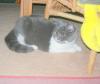 BKH Deckater blau/  lilac gesucht