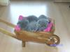 BKH Kartäuser Babys aus seriöser Zucht. VB 550, 00 €