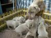 Weimaraner Welpen /  kurzhaar