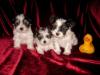 Biewer-Yorkshire-Terrier Welpen (2 Rüden /  kleinbleibend)